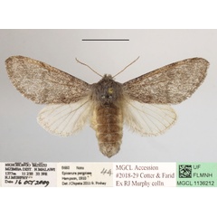 /filer/webapps/moths/media/images/P/pergrisea_Epicerura_AF_MGCLa_03.JPG