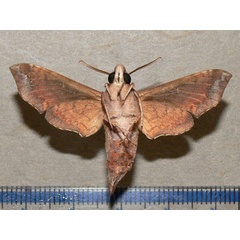 /filer/webapps/moths/media/images/I/iapygoides_Temnora_A_Goff_02.jpg