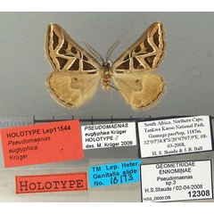 /filer/webapps/moths/media/images/E/euglyphica_Pseudomaenas_HT_TMSA.jpg