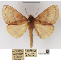 /filer/webapps/moths/media/images/C/cervina_Pseudolyra_AF_NHMUK.jpg