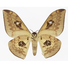 /filer/webapps/moths/media/images/T/tyrrhena_Pseudobunaea_AF_Basquinb.jpg