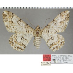 /filer/webapps/moths/media/images/F/fernandi_Cleora_HT_ZSMa.jpg