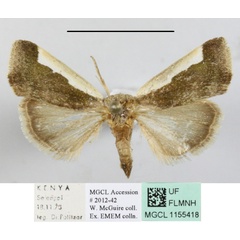 /filer/webapps/moths/media/images/S/semialba_Emmelia_A_MGCLa_01.JPG