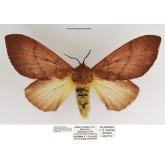 /filer/webapps/moths/media/images/S/semifasciata_Pachymeta_AF_TMSA.jpg