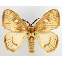 /filer/webapps/moths/media/images/M/marina_Strigivenifera_AM_Basquin_01.jpg