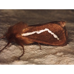/filer/webapps/moths/media/images/C/cretata_Eudalaca_A_Roland.jpg