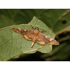 /filer/webapps/moths/media/images/S/smaragdina_Prophantis_A_Goff_02.jpg