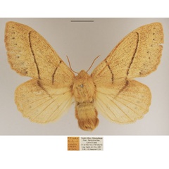 /filer/webapps/moths/media/images/R/rosa_Philotherma_AF_TMSA.jpg