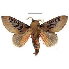/filer/webapps/moths/media/images/K/knudlarseni_Leptometa_HT_ZSM.jpg