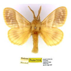 /filer/webapps/moths/media/images/V/venosoides_Bombycopsis_PTM_SNHM_02.jpg