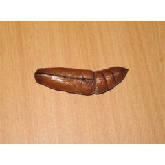 /filer/webapps/moths/media/images/N/nerii_Daphnis_P_Guyonnet.jpg