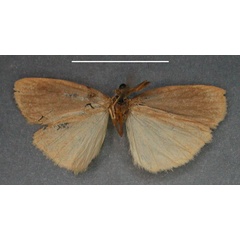 /filer/webapps/moths/media/images/S/sorghicolor_Pusiola_HT_RMCAb.jpg