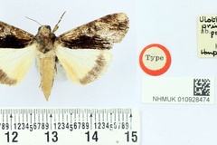 Ulotrichopus primulinodes