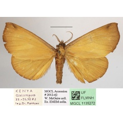 /filer/webapps/moths/media/images/M/mgcl1135272_lutosa_Holoxanthina1.JPG