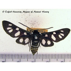 /filer/webapps/moths/media/images/M/minceus_Eutomis_A_OUMNH_02.jpg