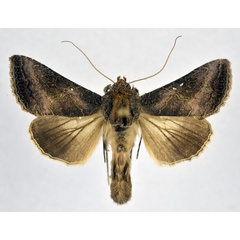 /filer/webapps/moths/media/images/S/spoliata_Thysanoplusia_AM_NHMO.jpg