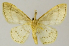 Idaea eugeniata algeriaca