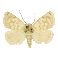 /filer/webapps/moths/media/images/A/auricincta_Niphadolepis_AM_ANHRT_02.jpg