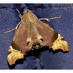 /filer/webapps/moths/media/images/Z/zantus_Temnora_A_Braun_2.jpg