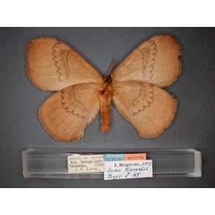 /filer/webapps/moths/media/images/K/kivuensis_Jana-HT_RMCA_02.jpg