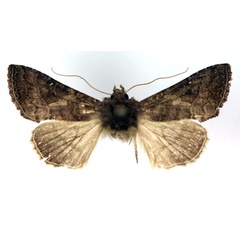 /filer/webapps/moths/media/images/N/nyei_Trichoplusia_AM_RMCA_02.jpg