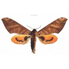 /filer/webapps/moths/media/images/O/occidentalis_Pseudoclanis_AF_EMEM_01.jpg