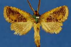 Moyencharia ochreicosta