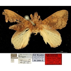 /filer/webapps/moths/media/images/N/nasuta_Rhynchobombyx_LT_RBINS.jpg