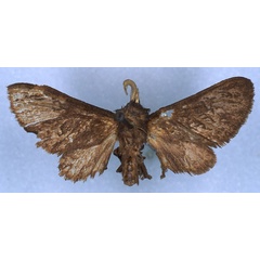 /filer/webapps/moths/media/images/M/morosa_Metarctia_HT_RMCA_03.jpg