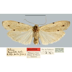 /filer/webapps/moths/media/images/P/pulvigera_Eilema_AT_MNHN.jpg