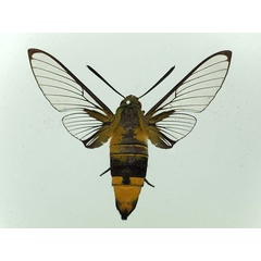 /filer/webapps/moths/media/images/V/virescens_Cephonodes_AM_Basquin_01.jpg