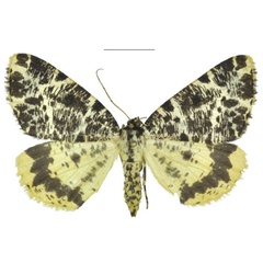 /filer/webapps/moths/media/images/M/melanoptera_Rhodochanna_PTF_ANHRT.jpg