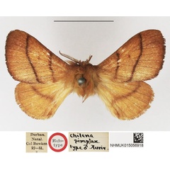 /filer/webapps/moths/media/images/S/simplex_Beralade_HT_NHMUK.jpg