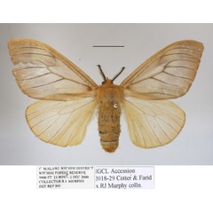 /filer/webapps/moths/media/images/F/furva_Ruanda_AF_MGCLa_02.jpg