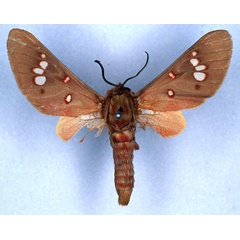 /filer/webapps/moths/media/images/P/preussi_Balacra_HT_ZMHB_01.jpg