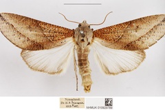 Arcyophora elegantula