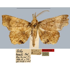 /filer/webapps/moths/media/images/H/humilis_Zethes_HT_MNH.jpg