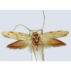 /filer/webapps/moths/media/images/A/abyanensis_Scythris_HT_ZMUC.jpg