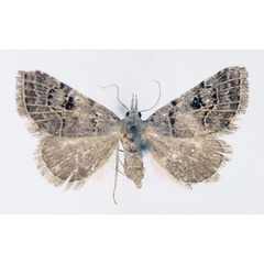 /filer/webapps/moths/media/images/V/venata_Chusaris_AF_TMSA_02.jpg