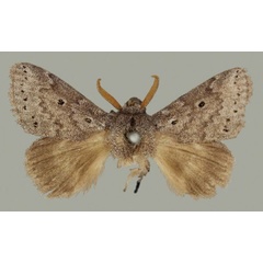 /filer/webapps/moths/media/images/C/cinerea_Haplopacha_AM_BMNH.jpg