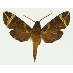 /filer/webapps/moths/media/images/A/achlora_Antinephele_AM_Basquin_04.jpg