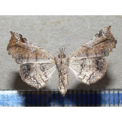 /filer/webapps/moths/media/images/T/trogocraspia_Egnasia_A_Goffb_01.JPG