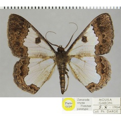 /filer/webapps/moths/media/images/E/eryma_Zamarada_PTM_ZSMa.jpg