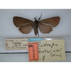 /filer/webapps/moths/media/images/F/fontainei_Eudrapa_HT_RMCA_02.jpg