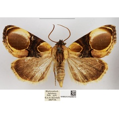 /filer/webapps/moths/media/images/A/achatina_Acontia_AF_NHMUK.jpg