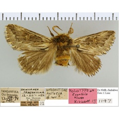 /filer/webapps/moths/media/images/V/venosa_Euanthia_HT_NMB.jpg