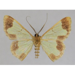 /filer/webapps/moths/media/images/C/corymbophora_Zamarada_PTM_ZSMb.jpg