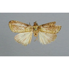 /filer/webapps/moths/media/images/P/prasina_Iphigeniella_A_RMCA.jpg