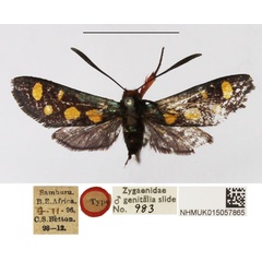 /filer/webapps/moths/media/images/C/chrysosticta_Arniocera_HT_NHMUK.jpg