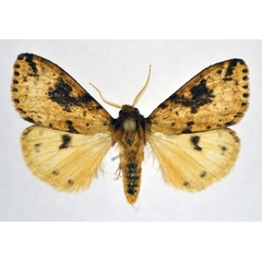 /filer/webapps/moths/media/images/M/melanodisca_Pericaliella_AM_NHMO.jpg